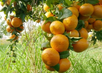 2 mandalina türü tescile hazırlanıyor
