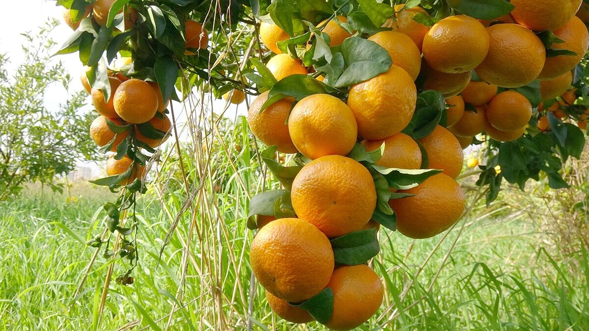 2 mandalina türü tescile hazırlanıyor