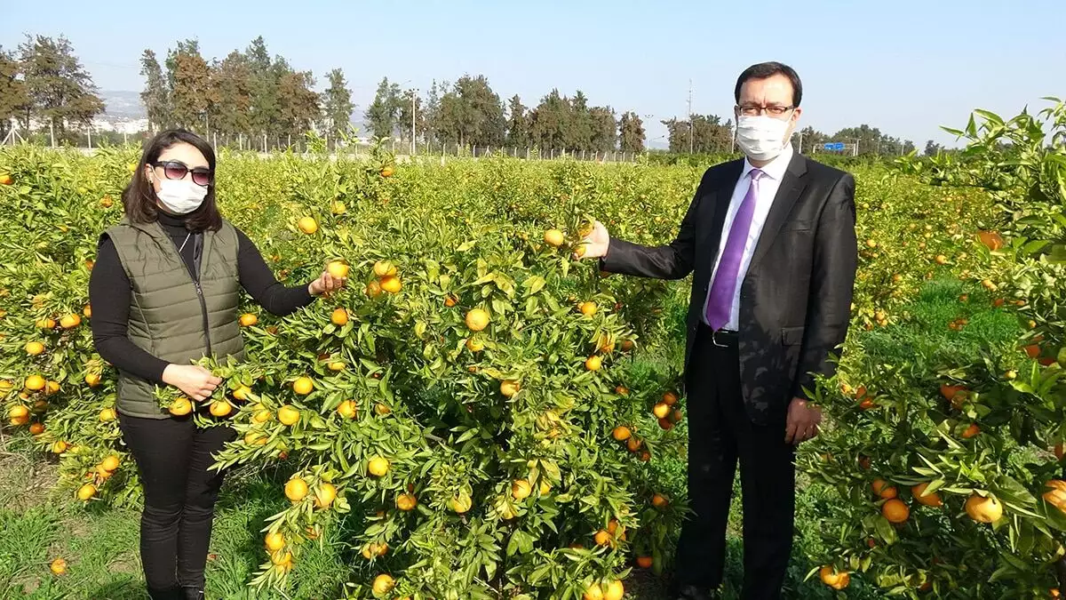 ‘toros kırmızısı’ ve ‘sarıca’ adlı mandalina çeşitlerine, geççi ve az çekirdekli özelliğine sahip 2 mandalina türü daha ekledi.