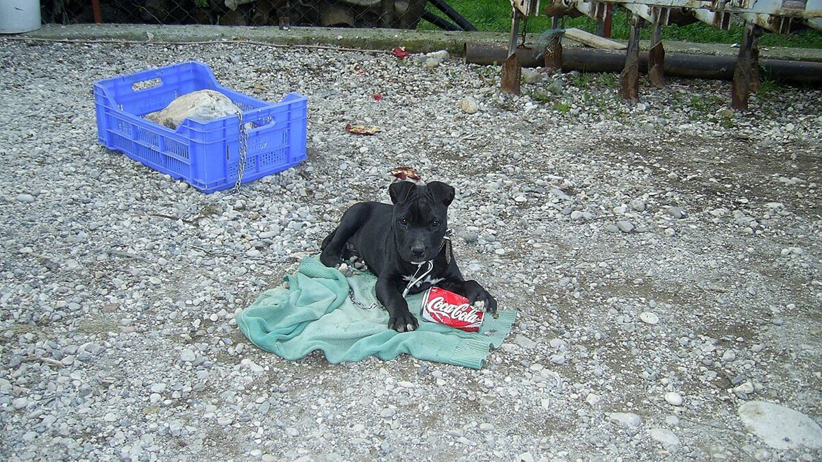 Felç olan köpeğine çocuk gibi bakan Sabri Demiröz, "Ben köpeğim ölünceye kadar bu şekilde bakmaya devam edeceğim" dedi.
