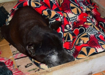 Felç olan köpeğine çocuk gibi bakıyor