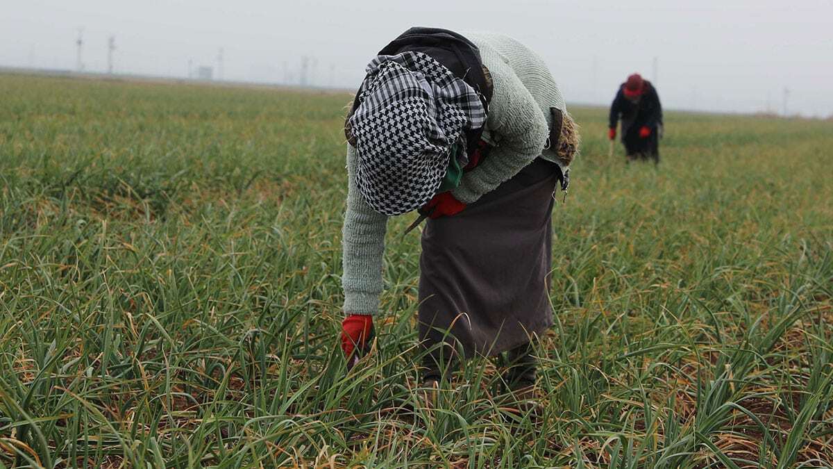 Yemek ve tatlıları ile ünlenen fıstık, zeytin ve nar üretimi ile adından söz ettiren Gaziantep sarımsağı ile de Türkiye'de ön plana çıkmayı hedefliyor.
