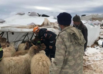 Çöken ağılın altında kalan Ayşe teyze kurtarıldı