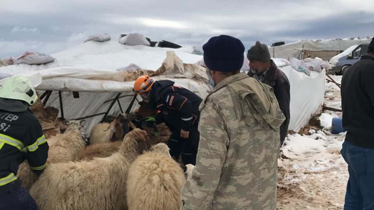 Çöken ağılın altında kalan Ayşe teyze kurtarıldı