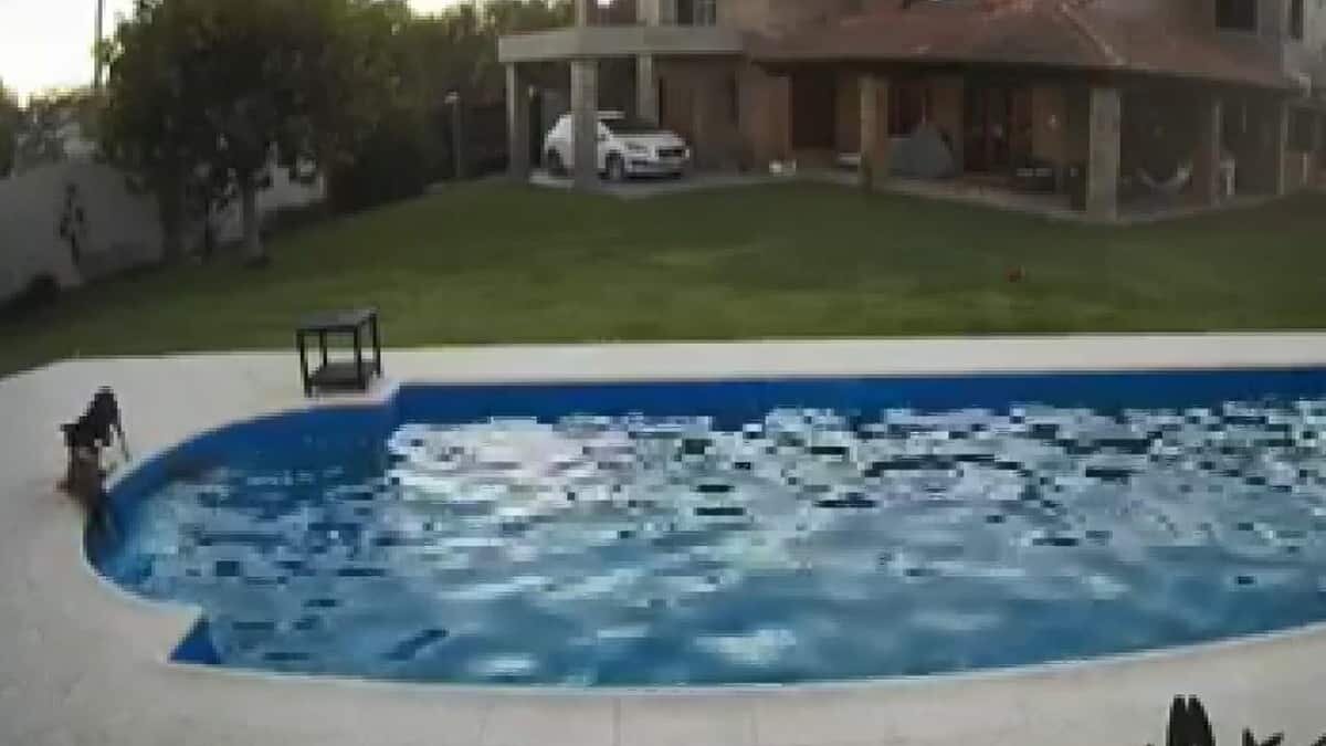 Gözleri görmeyen köpeği başka köpek kurtardı