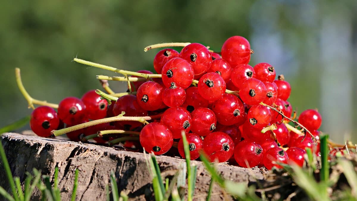 Bağışıklık sistemini kuvvetlendirmenin 14 altın kuralı