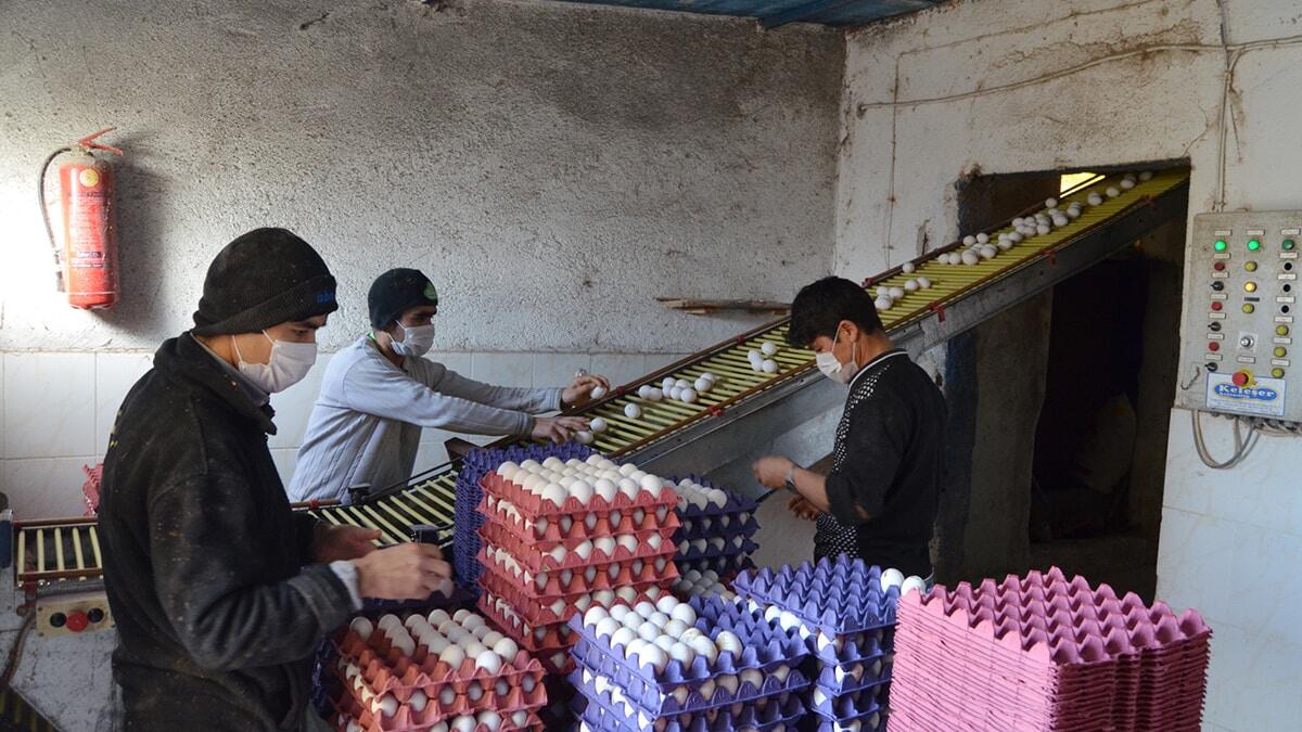 Günde 38 bin yumurta üretiyor