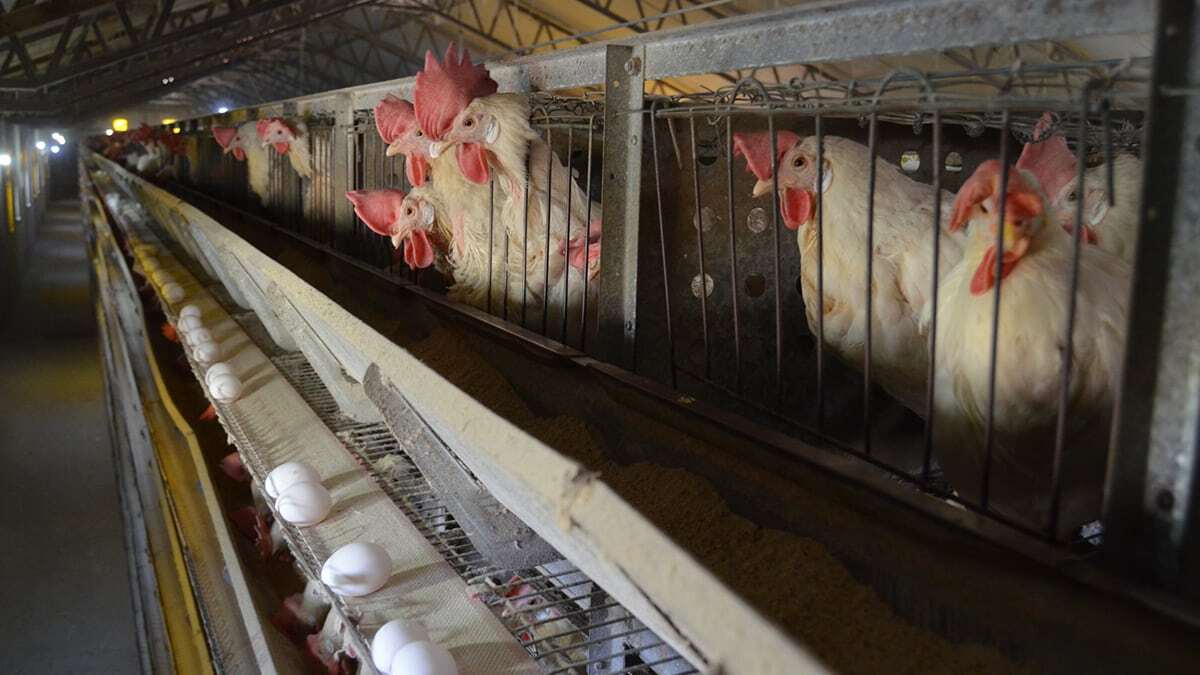 Tekeli, ''Bizim kümesten çıkış fiyatı en yüksek 22 TL'dir. Şu anda ise 20 TL'nin altında satış yapıyoruz. Biz de bu yüksek fiyatlardan çok rahatsızız. Vatandaşlar fiyatları bizim yükselttiğimizi sanıyor" dedi.