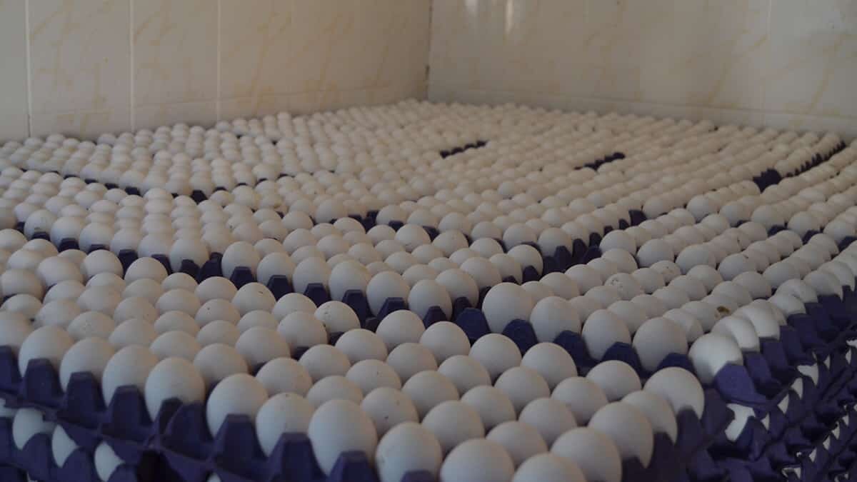 40 yıllık yumurta üreticisi Mustafa Tekeli Aksaray'da, 40 bin tavukla günde 38 bin yumurta üretiyor.