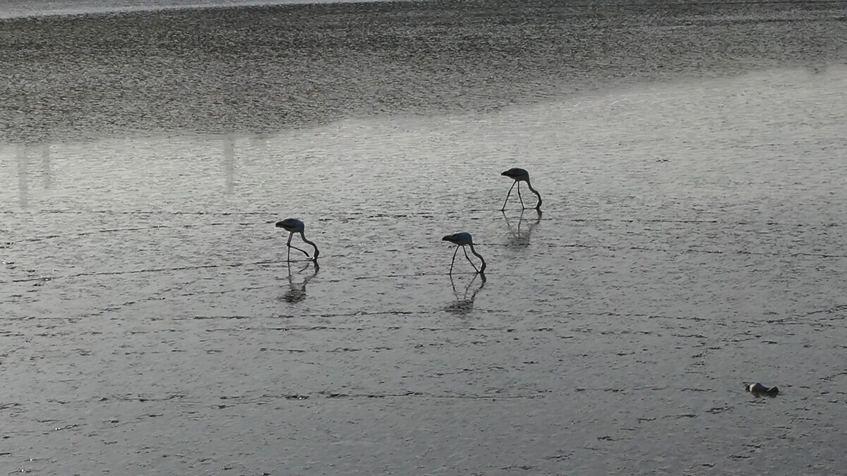 İstanbul barajlarındaki doluluk oranı kritik seviyede
