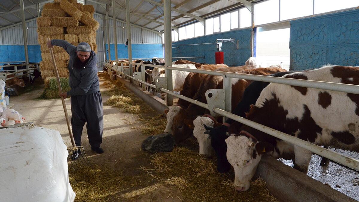 Kendi imkanlarıyla da toplam 600 bin lira yatırım yapıp, çiftliğini büyüten Kozan, şu an 55 büyükbaş ile günde yaklaşık 500 litre süt üretiyor.