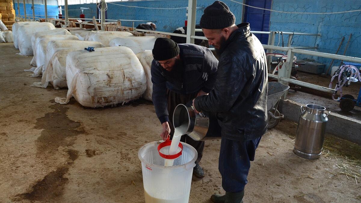 1 yıl önce aldığı hibe desteğiyle hayvan sayısını 55'e çıkardı. 100 litre süt üretirken, bugün 500 litre süt üretmeye başladı.