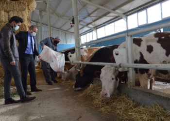 Hibe desteğiyle 500 litre süt üretmeye başladı