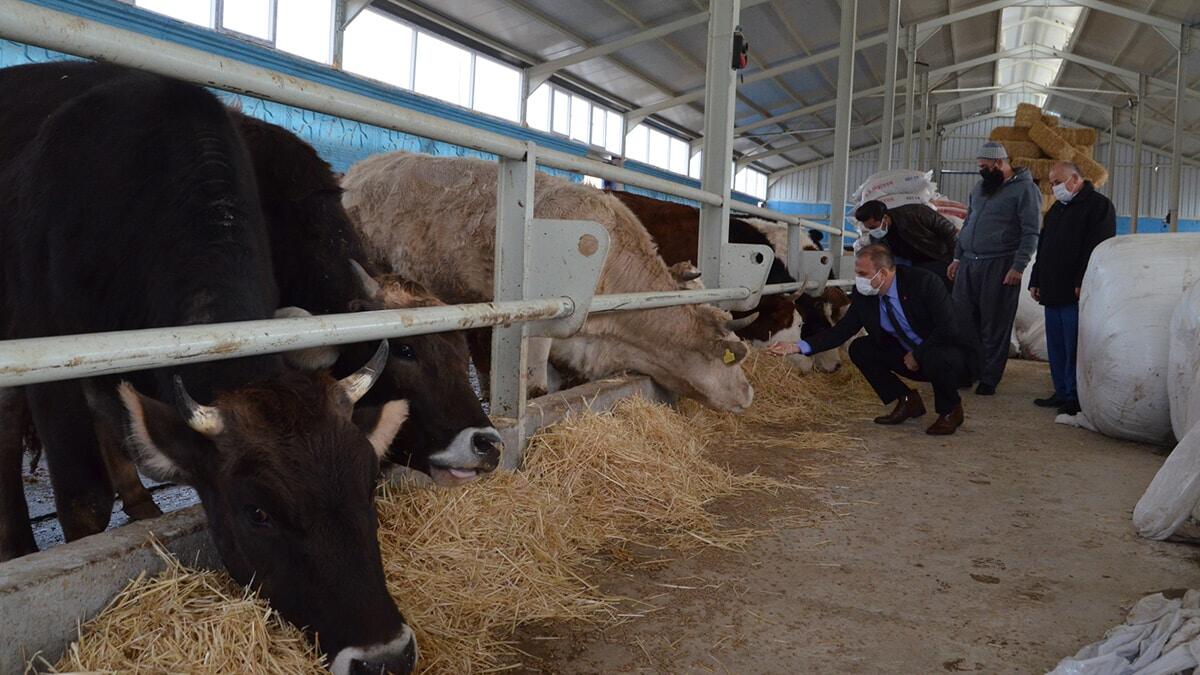 Hibe desteğiyle 500 litre süt üretmeye başladı