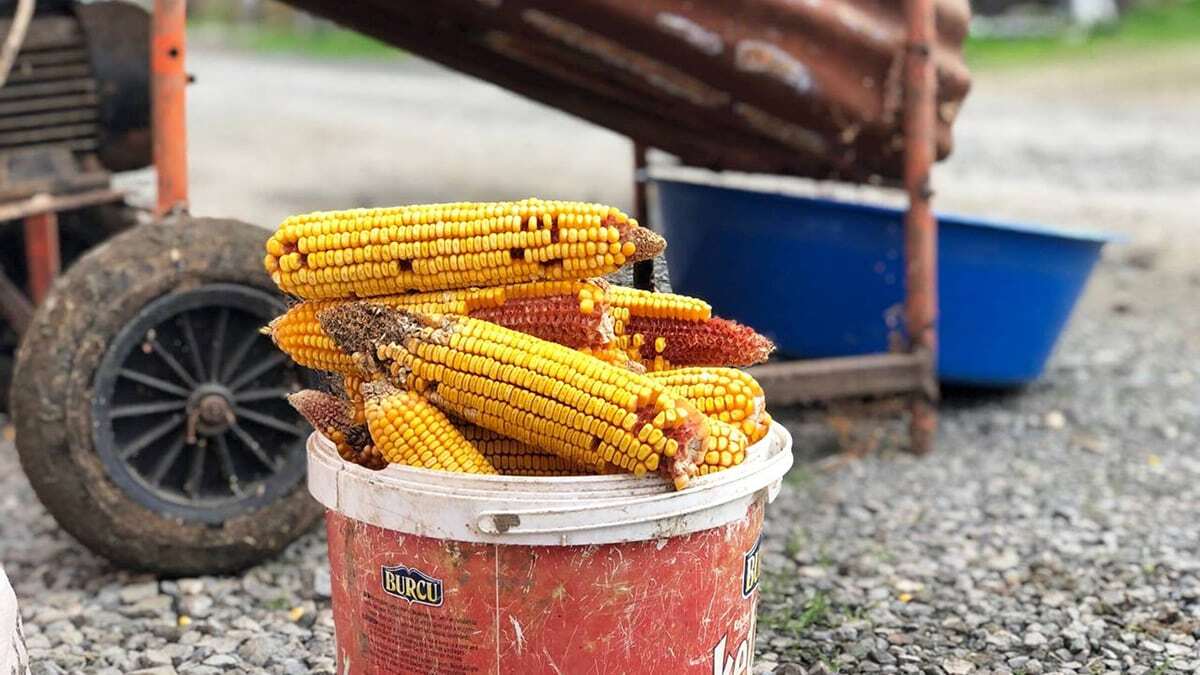 Hurda malzemeden mısır taneleme makinesi