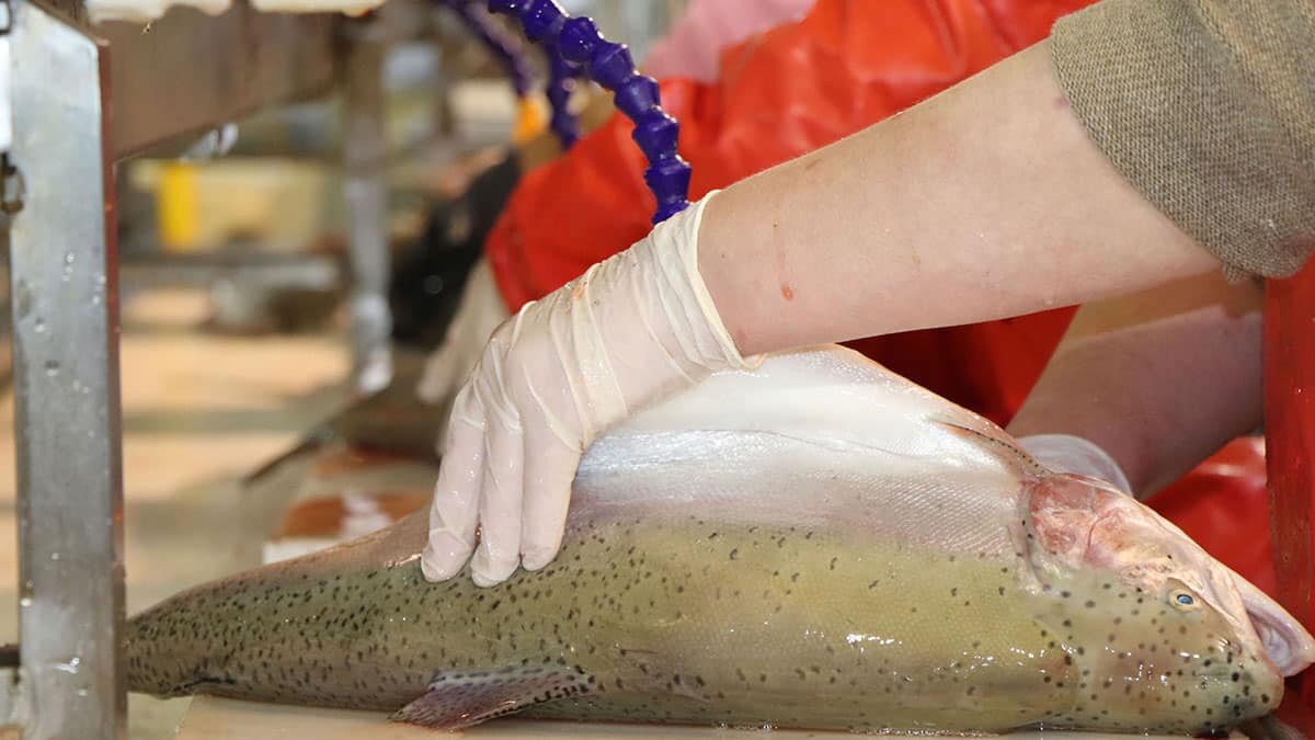 Japon sofralarında suşi olan Karadeniz somonuna ilgi