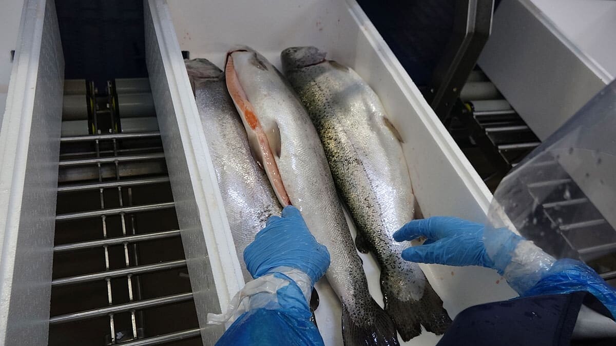 Uzak Doğu’dan yoğun talep alan Karadeniz somonunun ihracatından ise geçen yıl 23 milyon 790 bin dolar kazanç elde edildi.