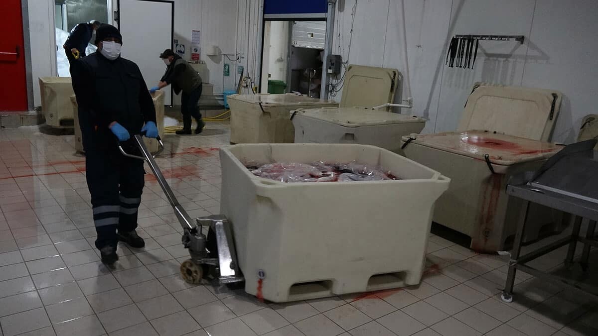 Japon sofralarında suşi olan Karadeniz somonuna ilgi