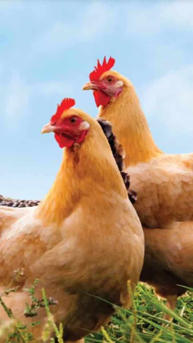 Kuş gribi rekoru: 5.8 milyon tavuk itlaf edildi