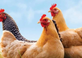 Kuş gribi rekoru: 5.8 milyon tavuk itlaf edildi