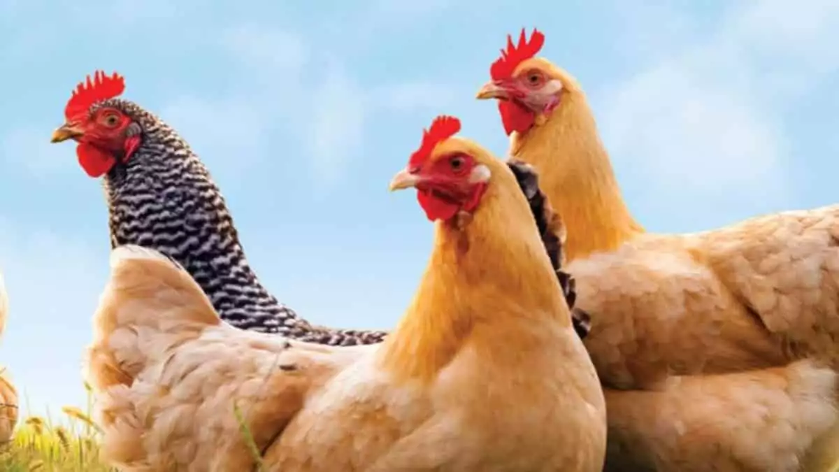 Kuş gribi rekoru: 5. 8 milyon tavuk itlaf edildi