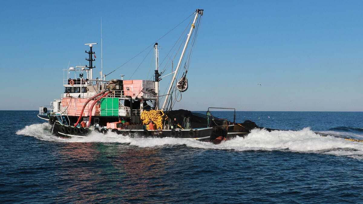 Dinçer, “Alaska’da yengeç avcılığı yapılıyor ve orada kota avcılığı uygulanıyor. Bizde de hamside kota uygulanmalı" dedi.