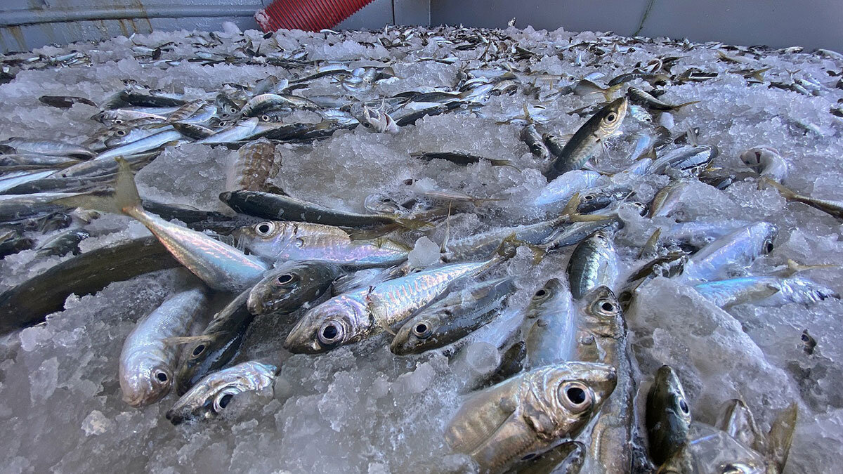 Hamside kota uygulanmalı