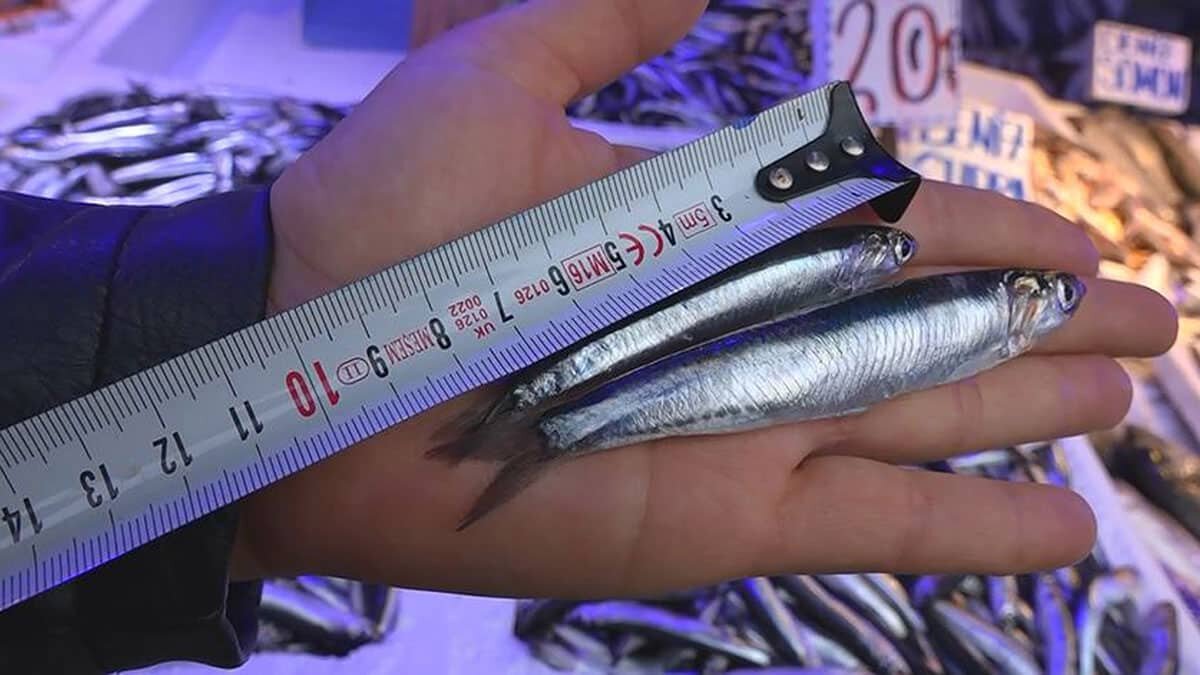 Hamside kota uygulanmalı