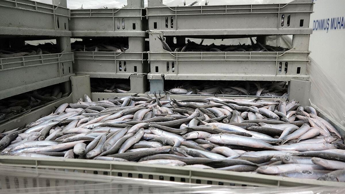 En fazla hamsi satılan ülke Almanya