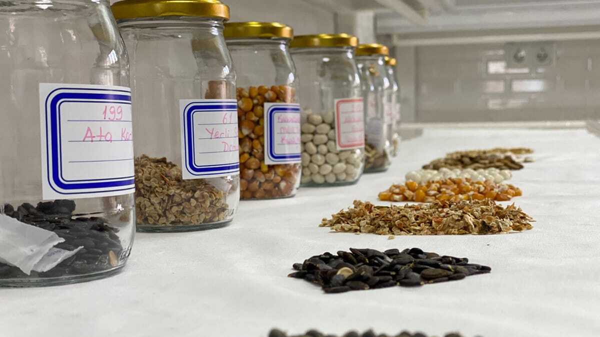Samsun'un Atakum ilçesindeki, Karadeniz Bölgesi’nin ilk tohum bankası olan AtaTohum Merkezi’nde 378 çeşit atalık tohum bulunuyor.
