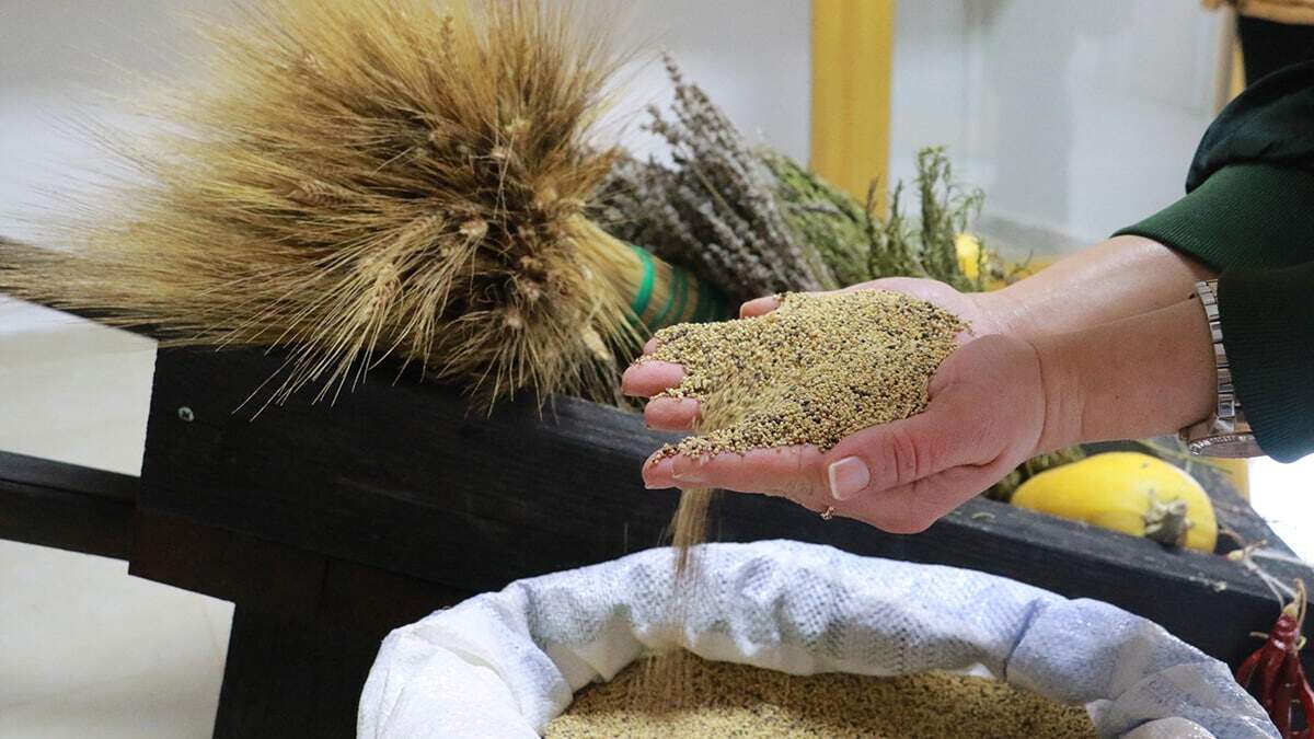 378 çeşit atalık tohum kaydedildi