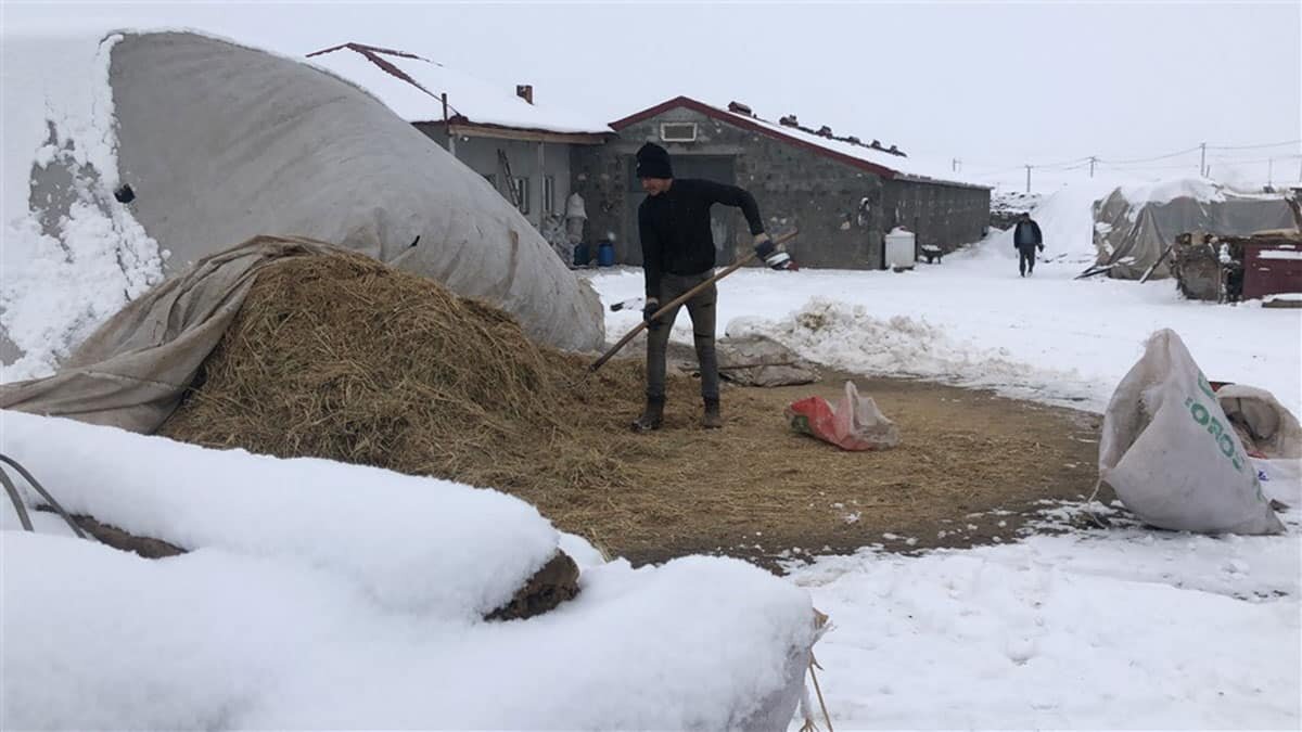 Kars'ın karla kaplı Bayraktar köyünde aile reisleri ve gençler, gün boyu tek geçim kaynakları olan büyükbaş hayvanların bakımları ile uğraşıyor.