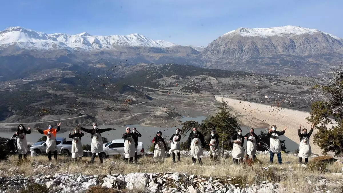 Nesli tükenme tehlikesiyle karşı karşıya olan koruma altındaki sedir ormanları, kozaklardan çıkarılan tohumlarla yeniden yaşam buluyor.