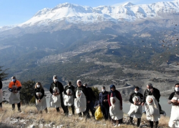 Kozalaklardan çıkarılan tohumlarla yeniden yaşam buluyor