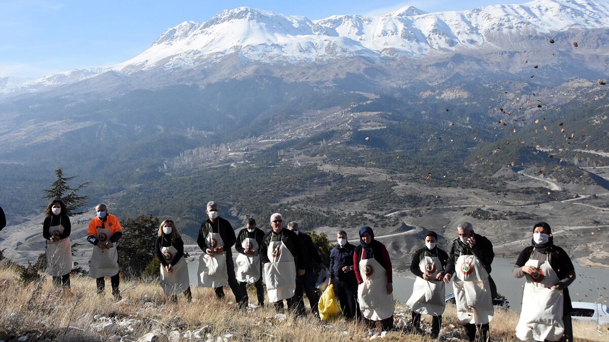 Kozalaklardan çıkarılan tohumlarla yeniden yaşam buluyor