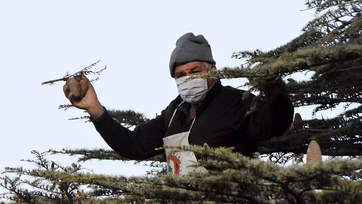 Kozaklardan çıkarılan tohumlarla yeniden yaşam buluyor