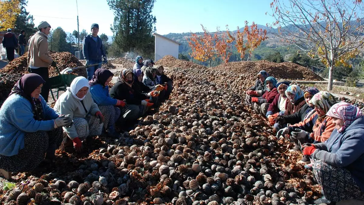 Kozalaklardan çıkarılan tohumlarla yeniden yaşam buluyor