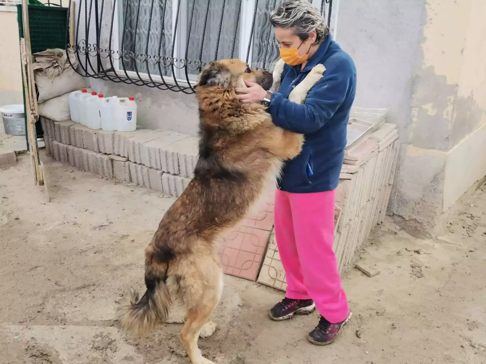 Kısırlaştırılmaya götürülen köpeğin dili koptu