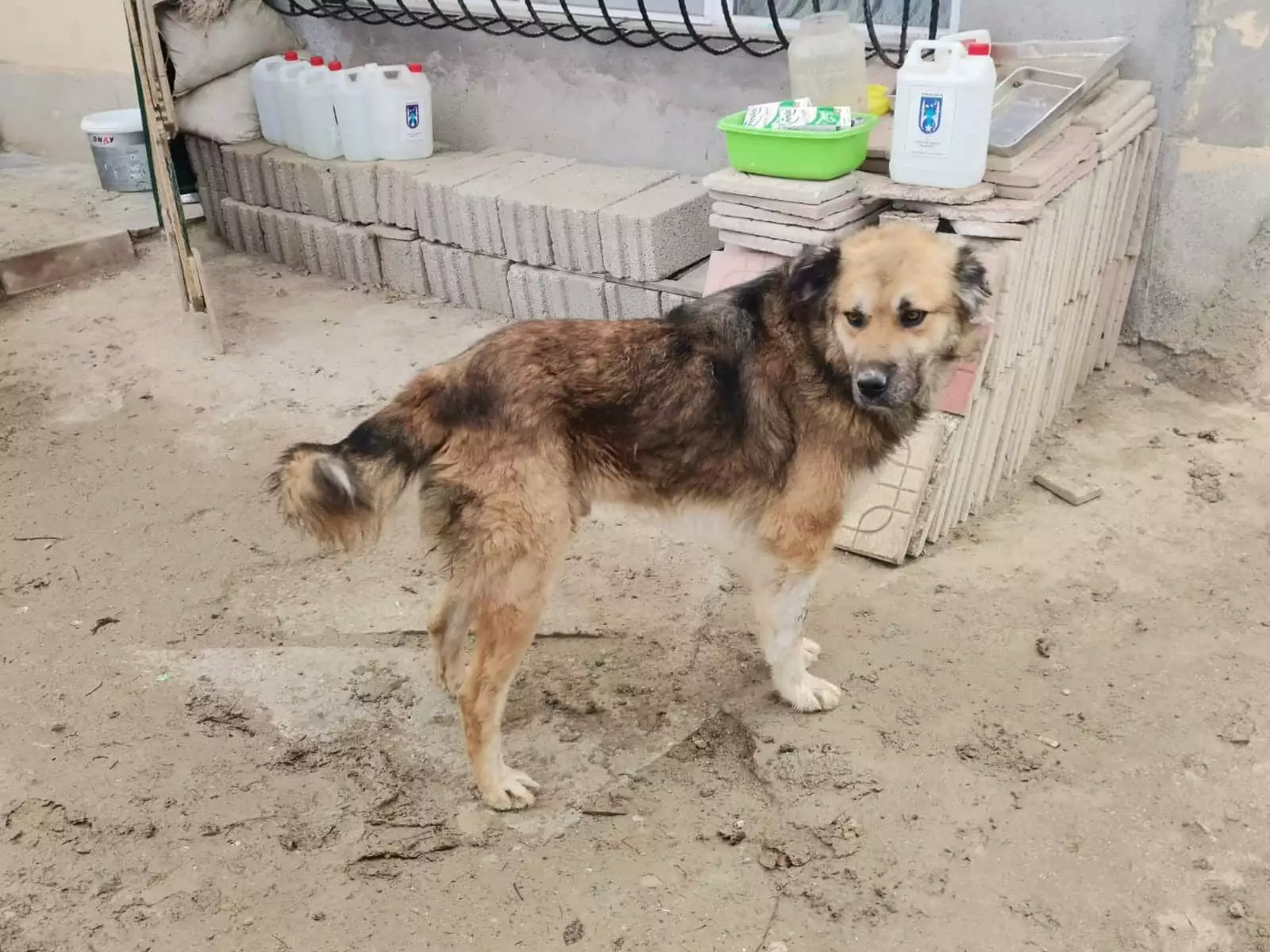 Behice yakar'ın kısırlaştırılması için belediyenin rehabilitasyon merkezine teslim ettiği köpeğin dili koptu.