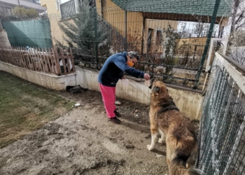 Kısırlaştırılmaya götürülen köpeğin dili koptu