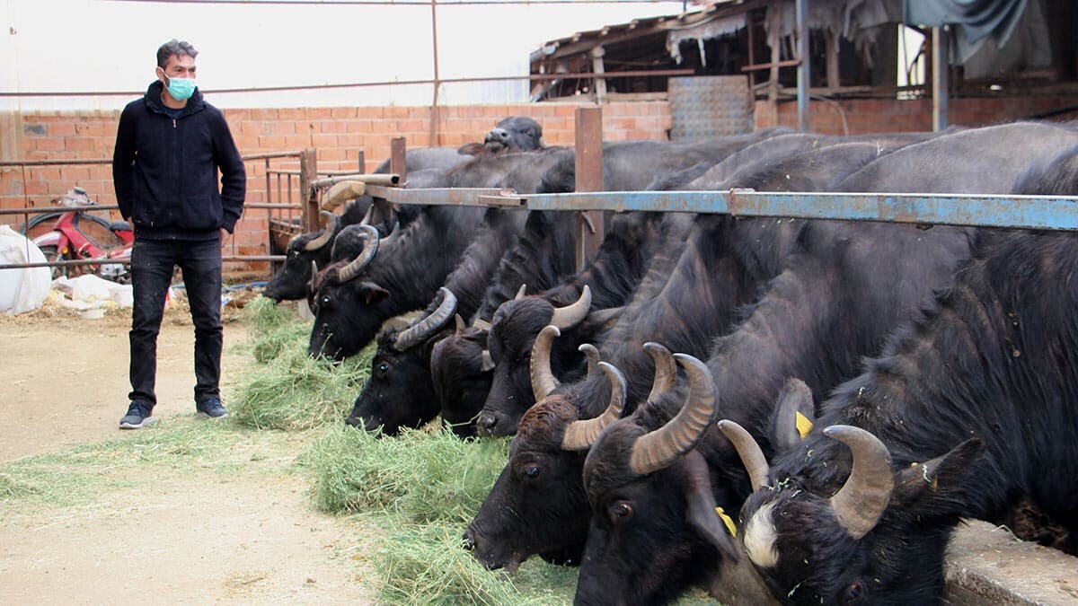 Manda üreticiliği geçim kaynağı oldu