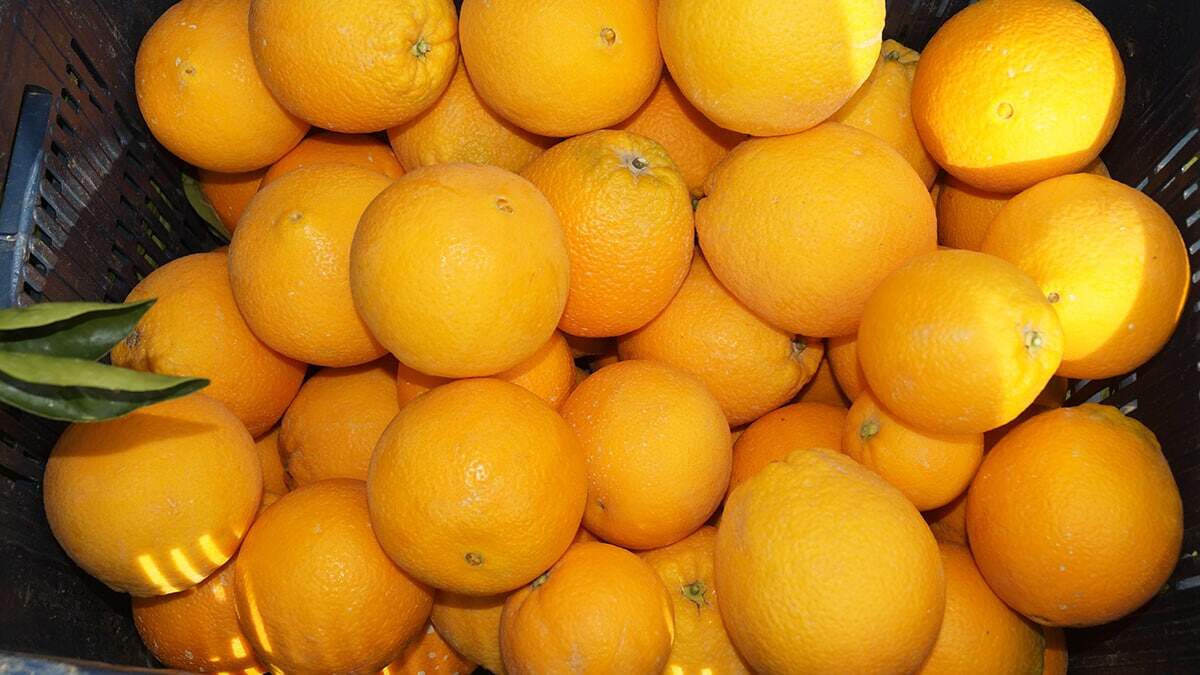 Finike portakalı kalitesine göre kilosu 3- 4 lira