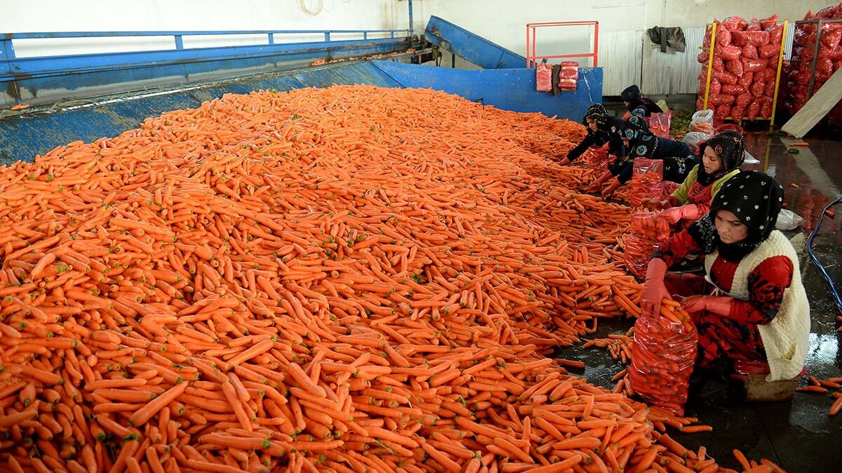 Havuç üreticileri dertli