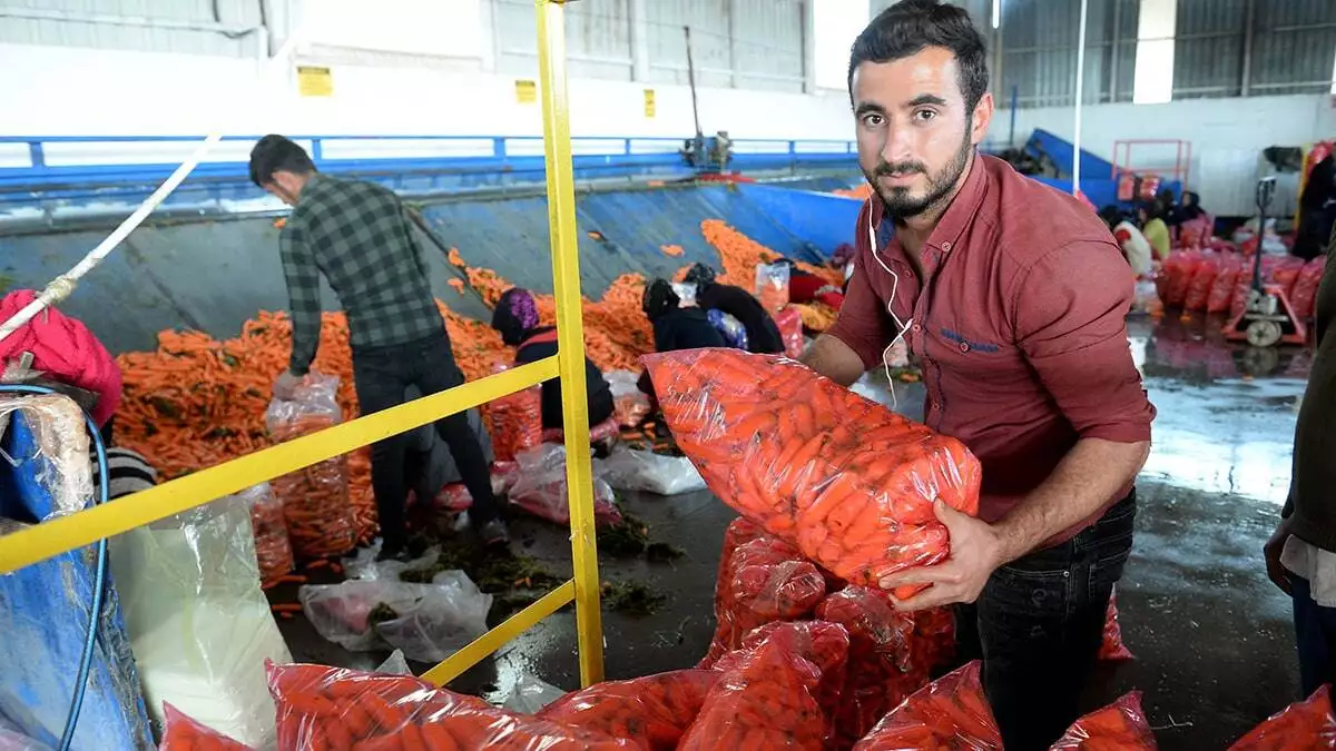 Havuç üreticileri yağışların az olması nedeniyle rekoltenin düştüğünü söyleyerek dert yandı.