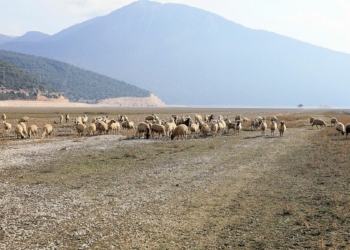 Avlan Gölü'nde kuruyan alan meraya dönüştü
