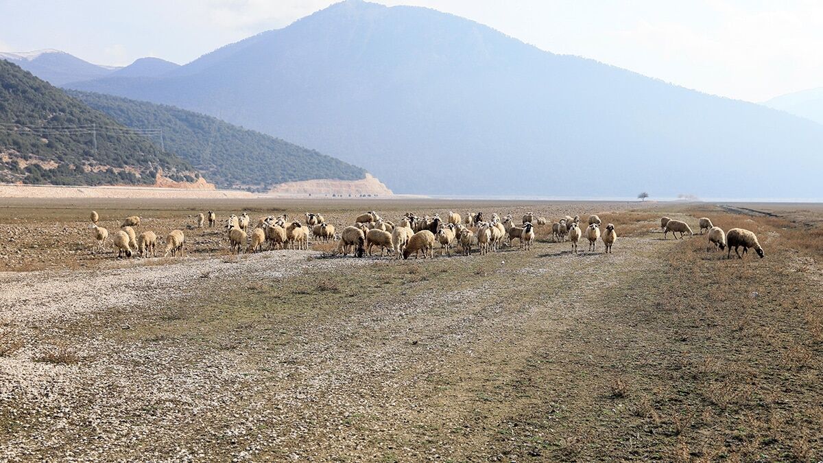 Avlan Gölü'nde kuruyan alan meraya dönüştü