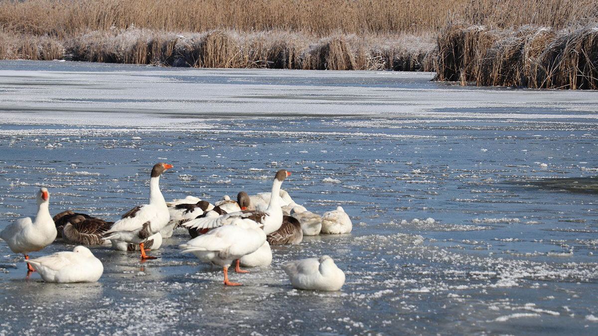 Yayla Gölü buz tuttu