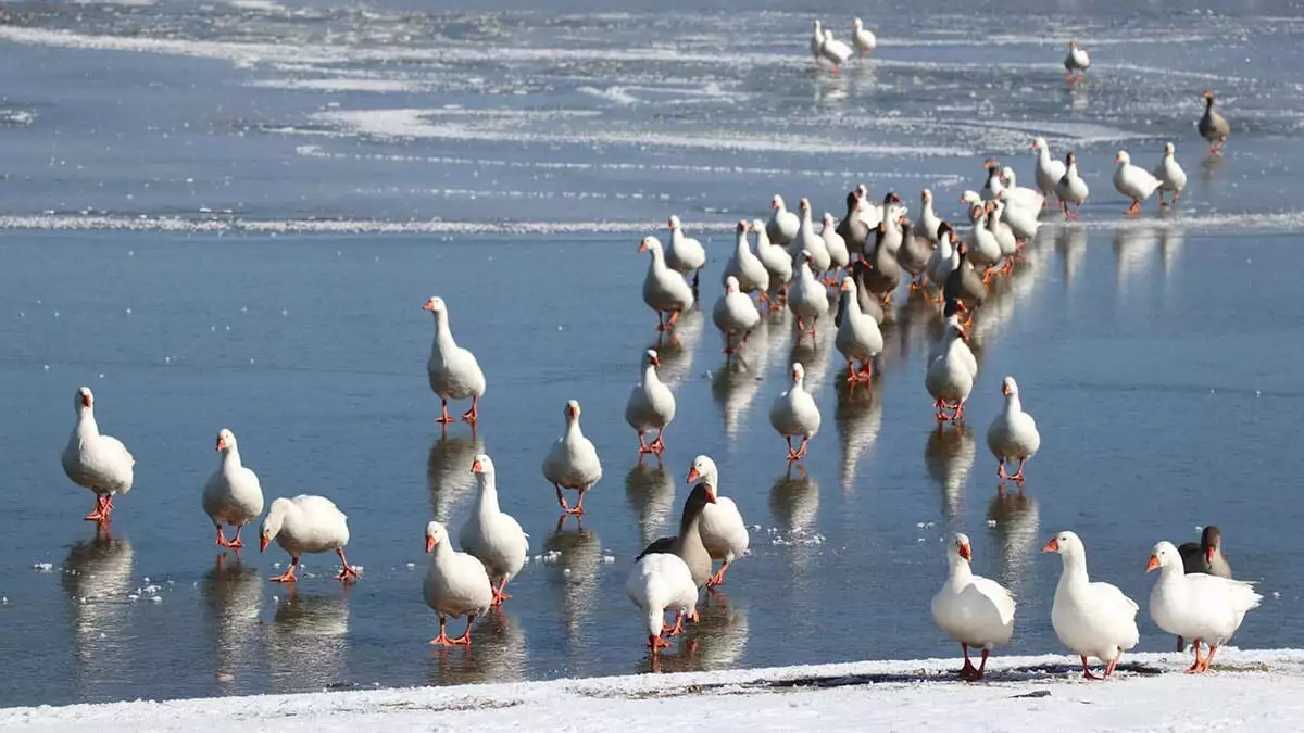 Denizli'nin buldan ilçesinde 1155 metre yükseklikteki, 180 kuş türünün yaşadığı yayla gölü buz tuttu.
