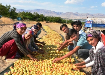 Malatya'dan 110 ülkeye kayısı ihracatı