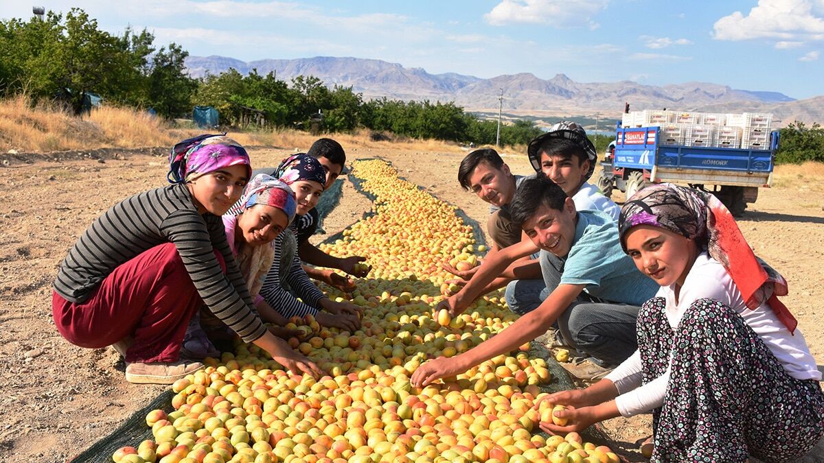 Malatya'dan 110 ülkeye kayısı ihracatı